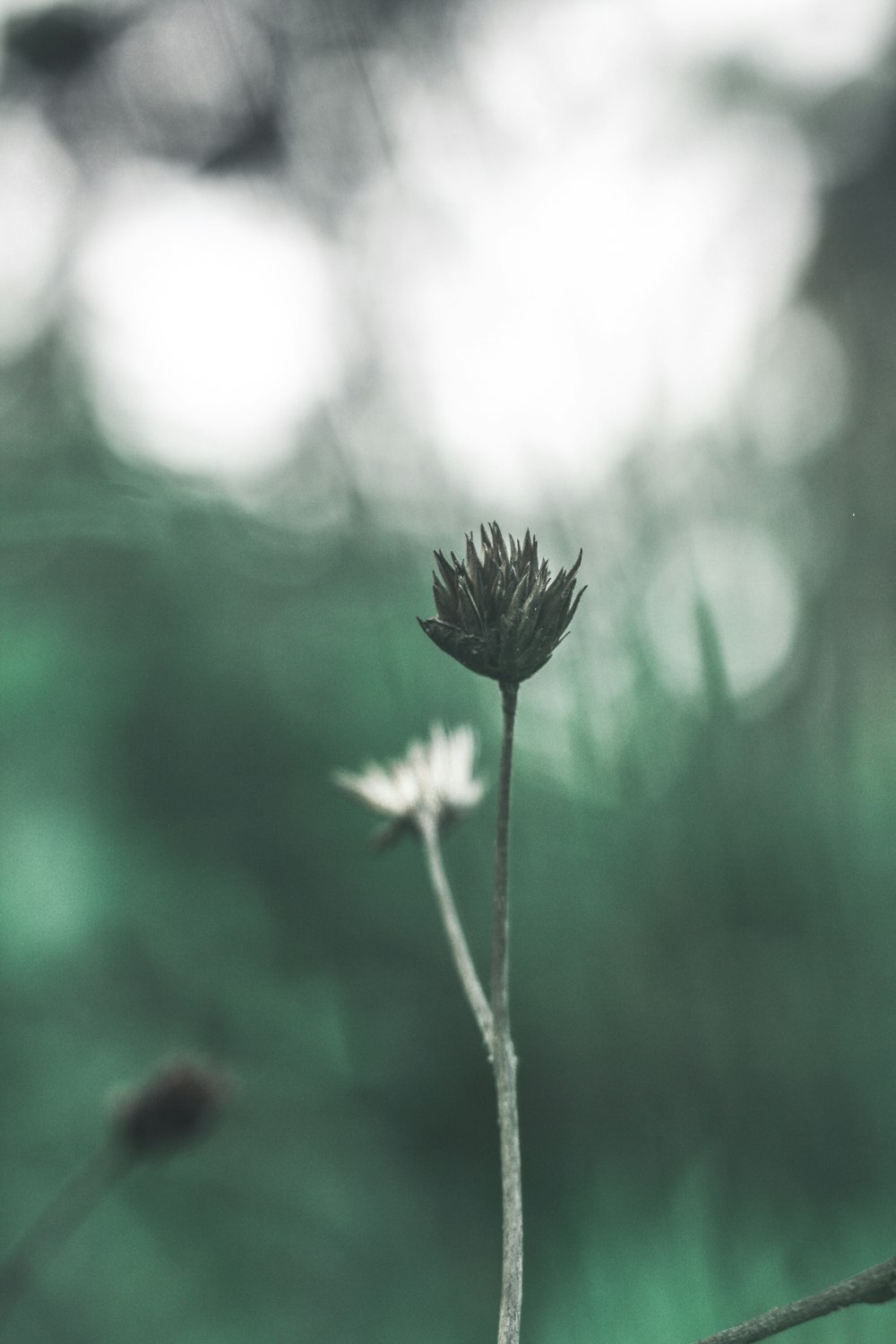 selective focus of dried flower