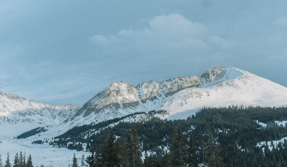 trees and mountains