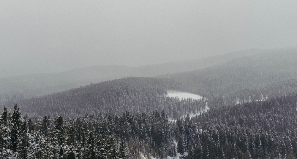 trees and snowfield