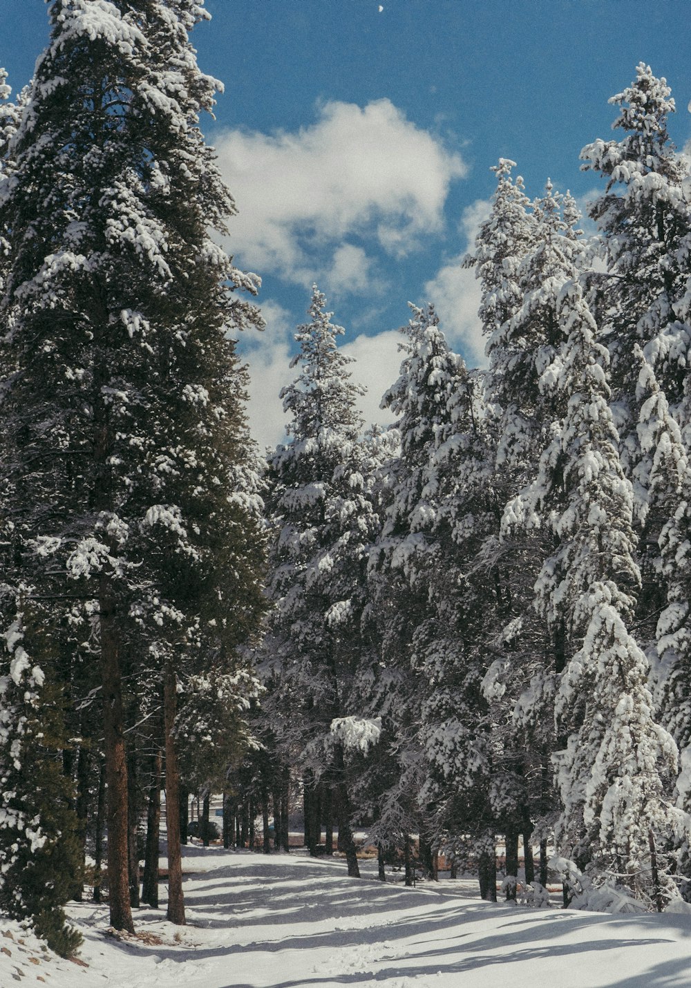 昼間は雪が積もった松の木