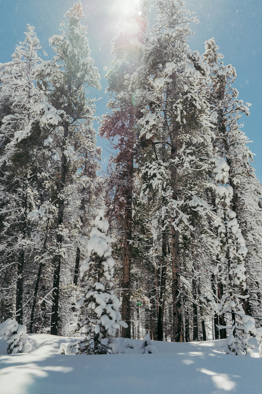 昼間の雪に覆われた森の木々