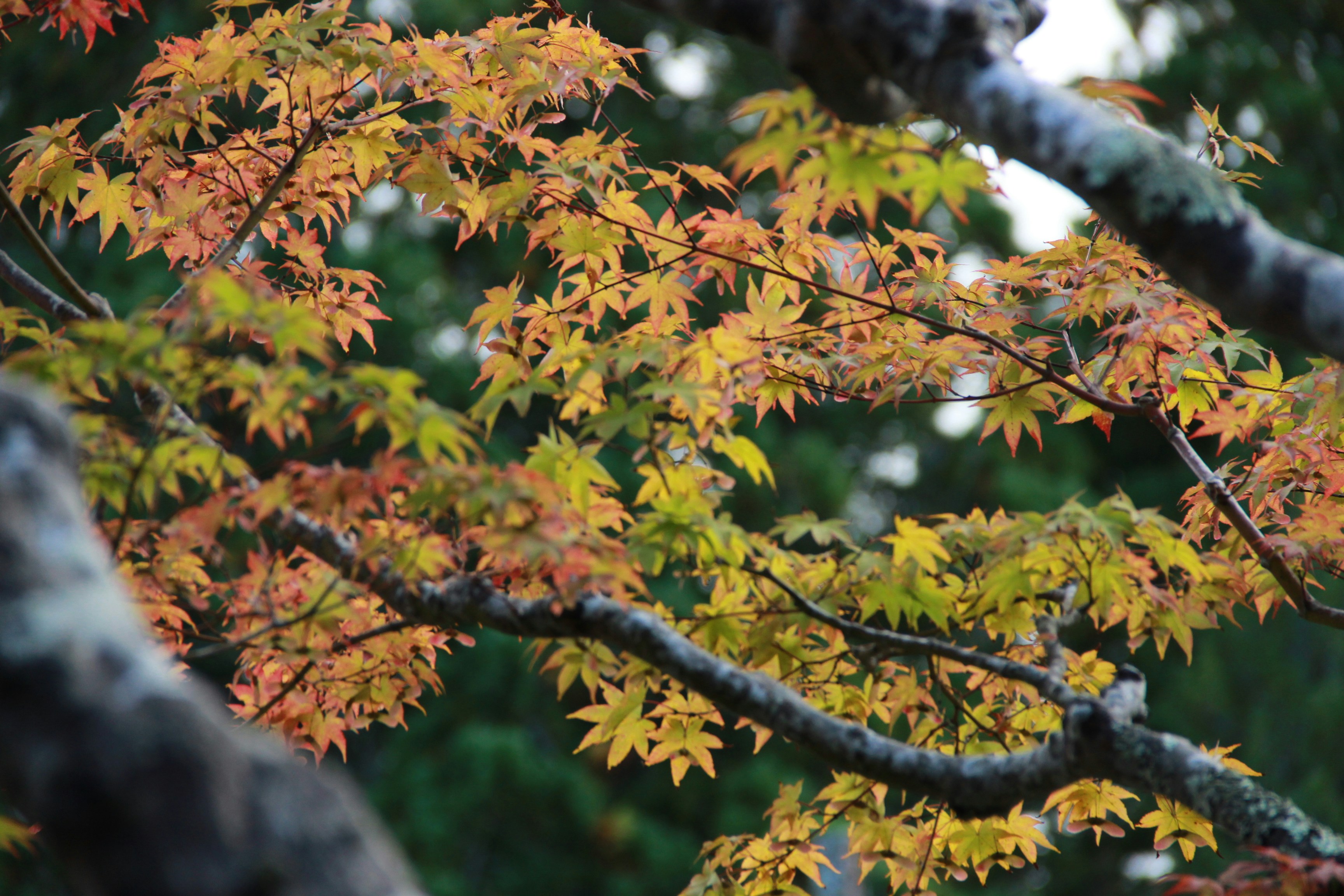 shallow focus photo of green leaves, 