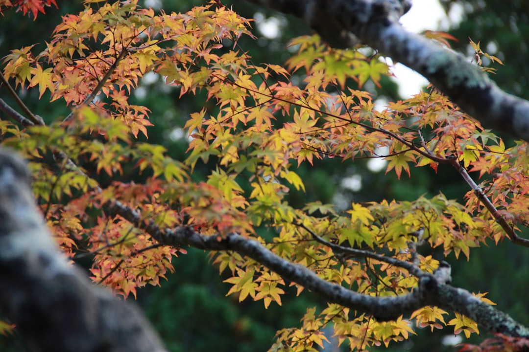 shallow focus photo of green leaves,