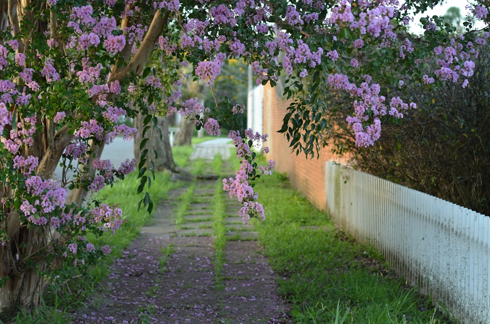 purple-petaled flowers beside white fence
