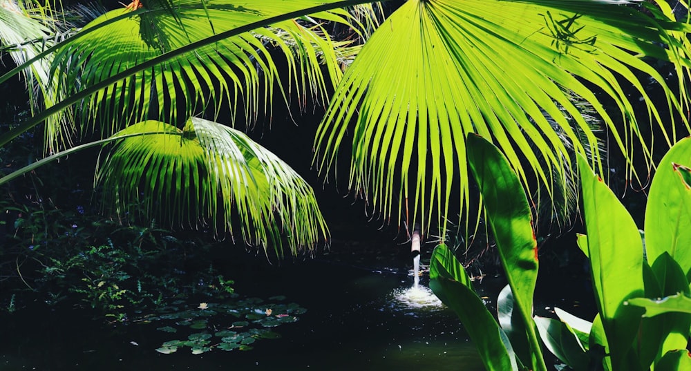 lake under green palm plant