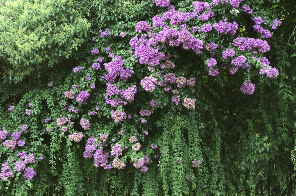 purple-petaled flowrs