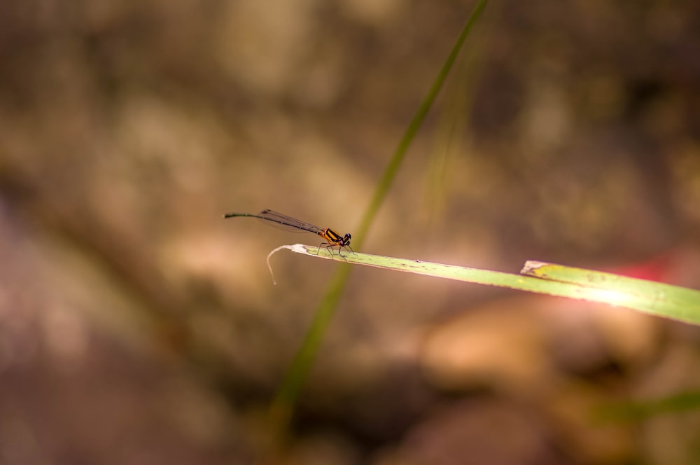 selective focus photography of brown dragonfly