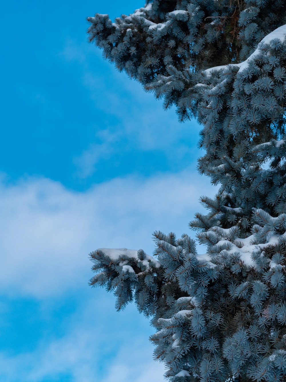 snowy pine tree