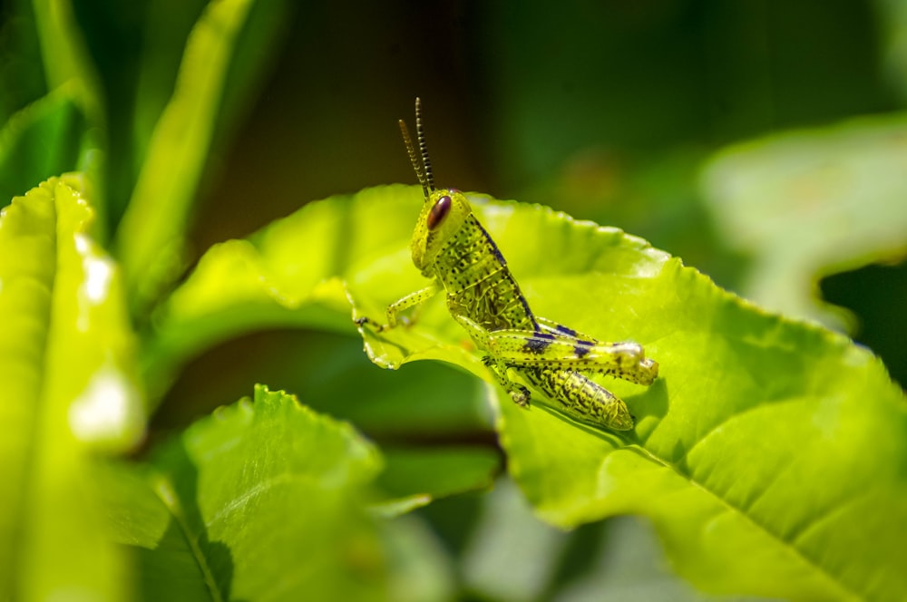closeup photography of green grass hopper on green leaf