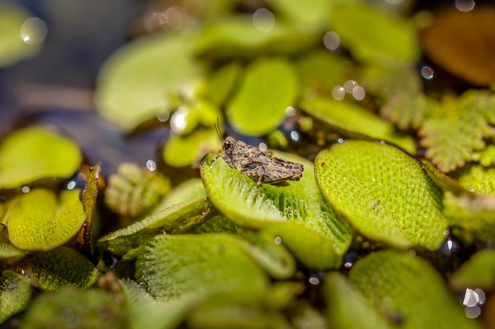 brown insect on green plants