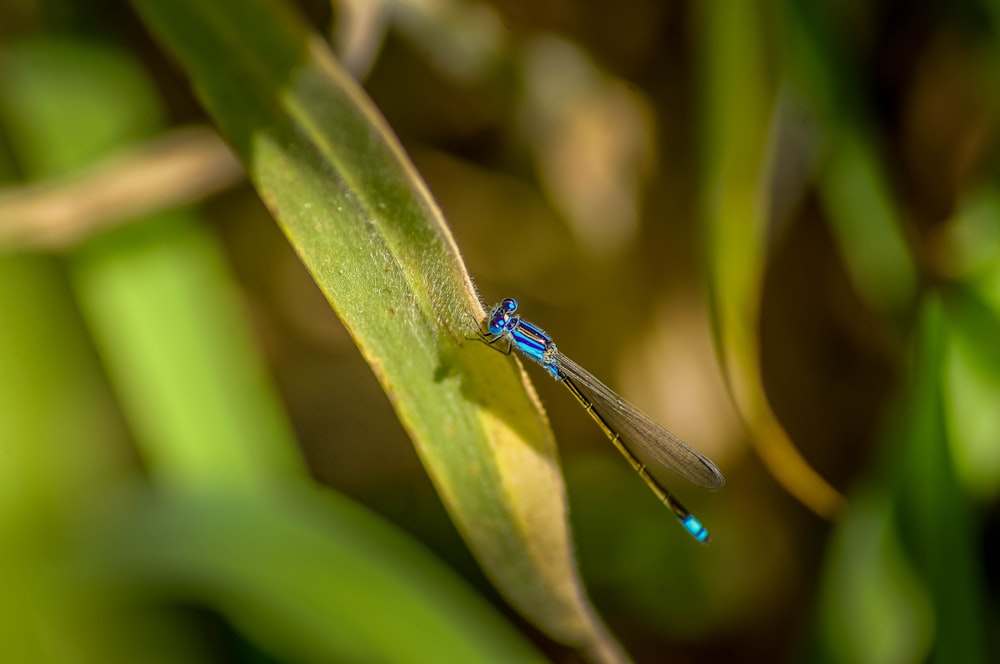 blue dragonfly on leaf