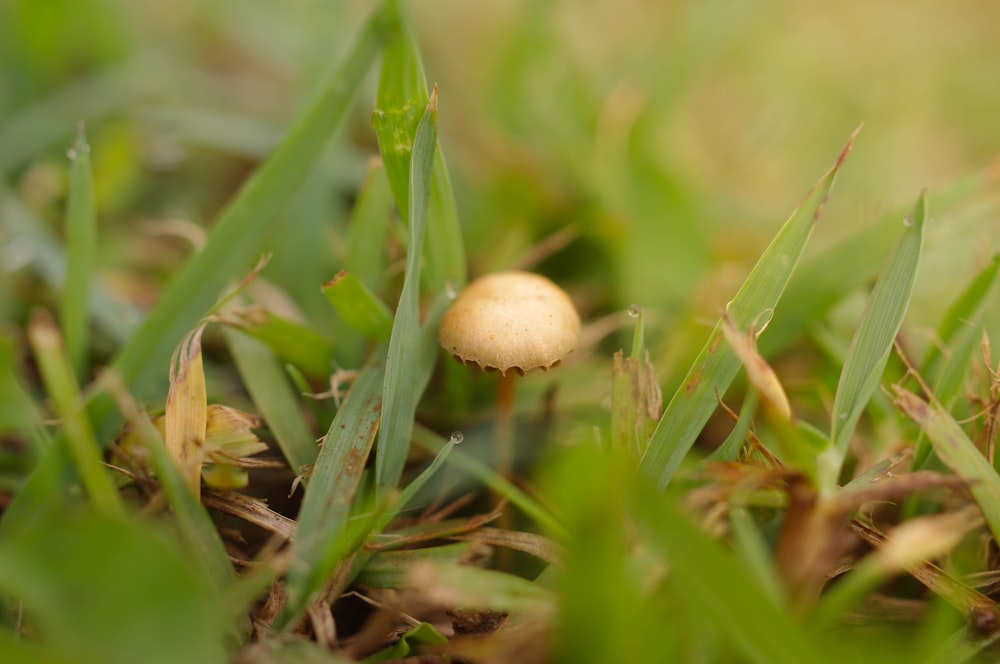 brown mushroom on green leaf