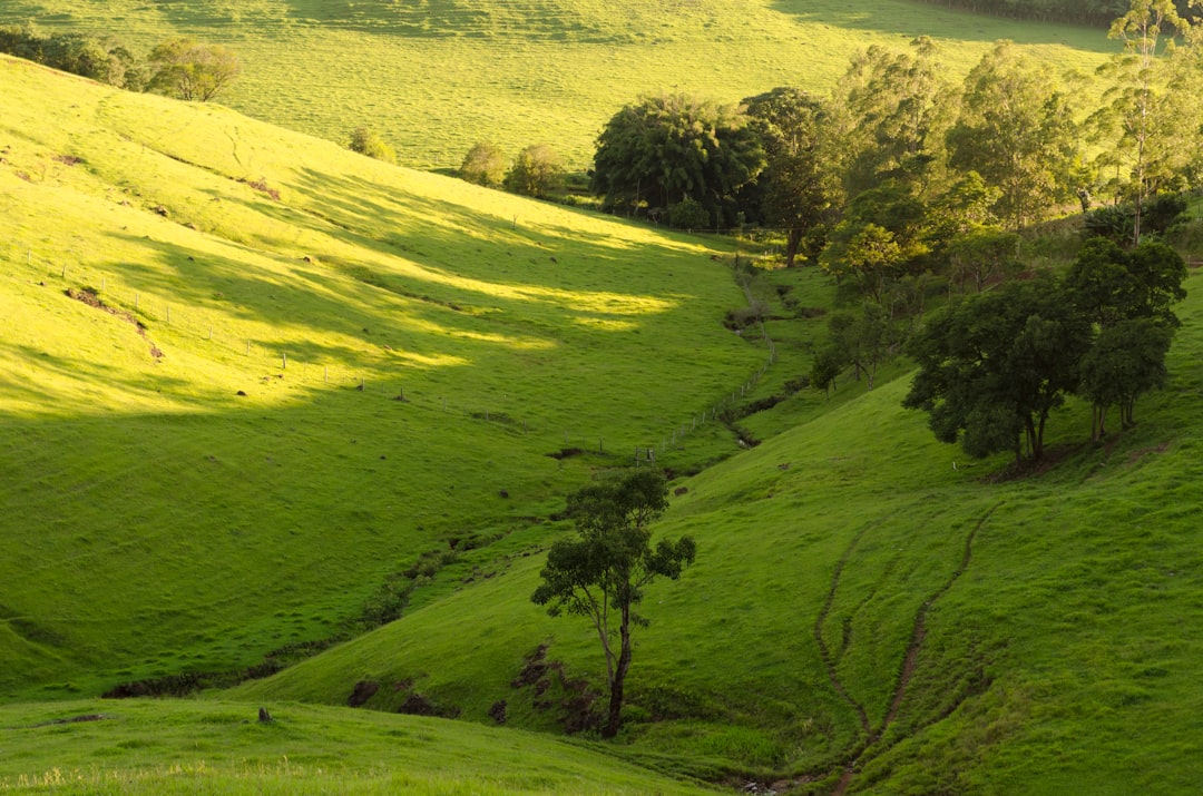 green-leafed trees during daytime