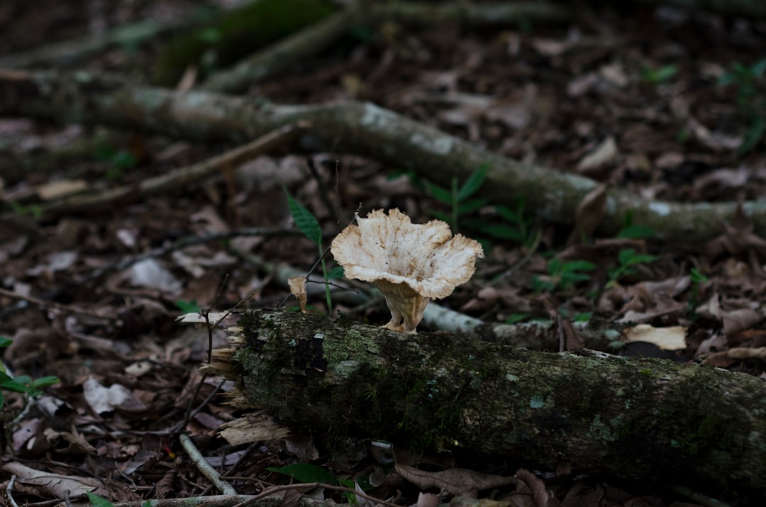 brown mushroom near log