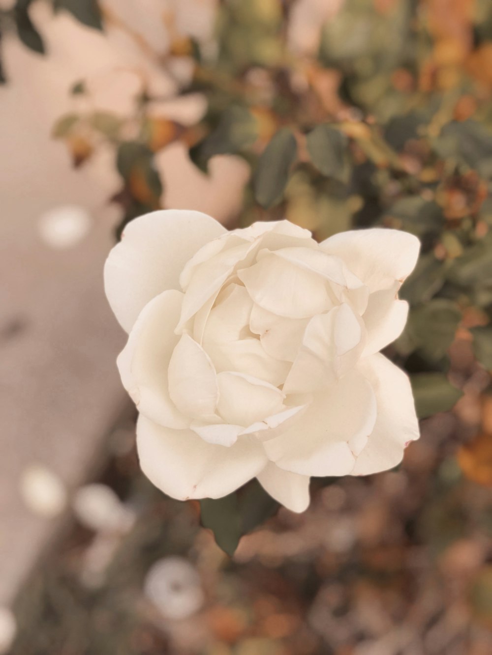 flor de pétalos blancos en flor durante el día