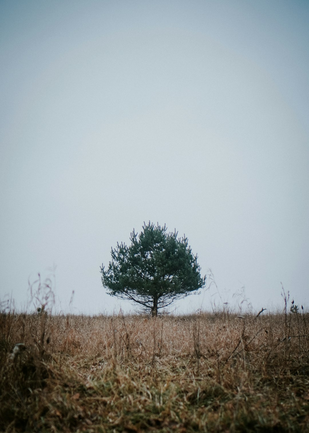 green tree during daytime