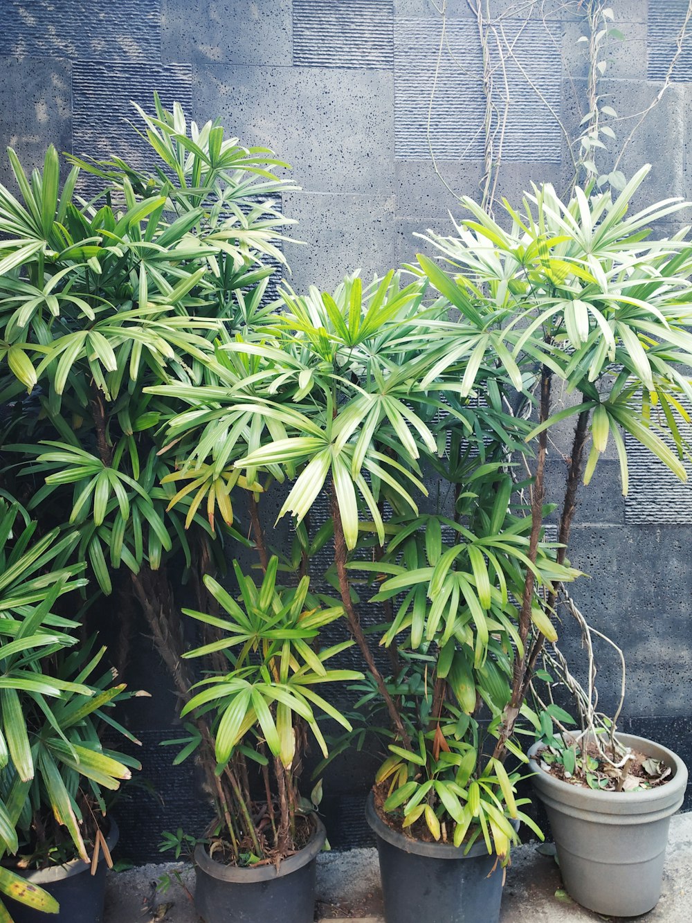 lined up potted green plants beside wall