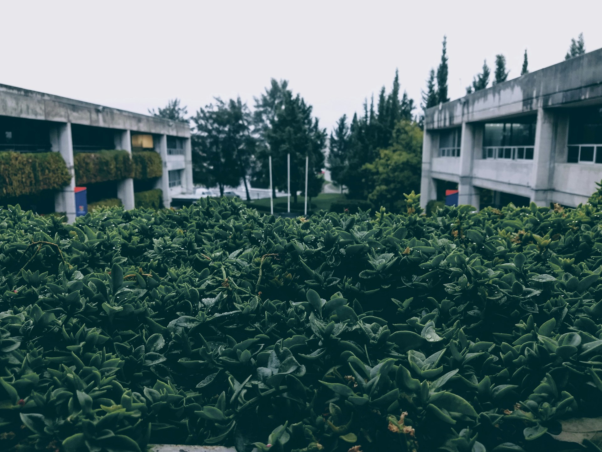 green plants facing building