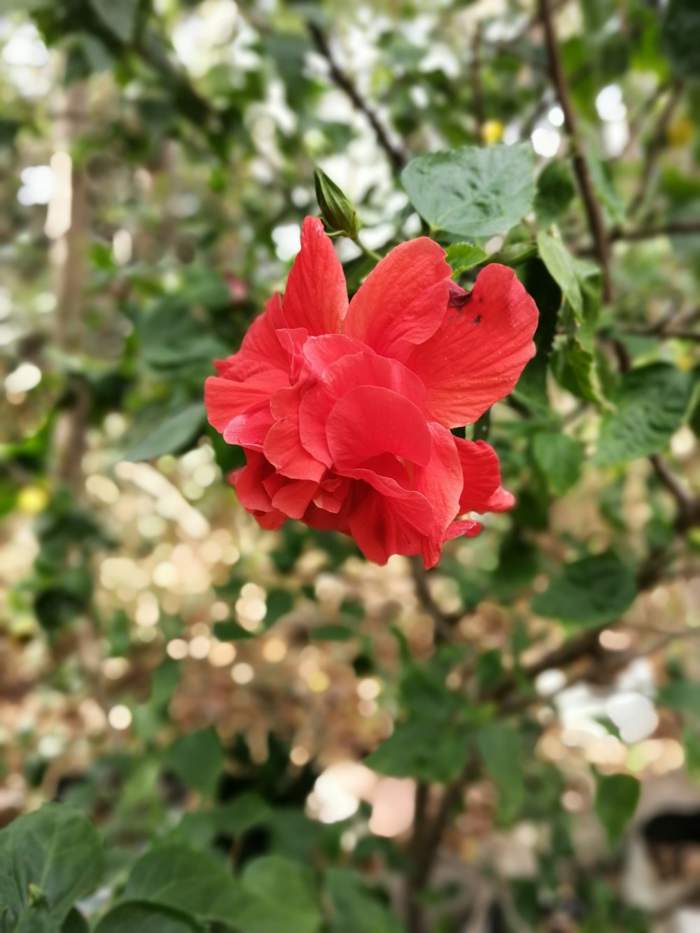 red petaled flower in bloom during daytime