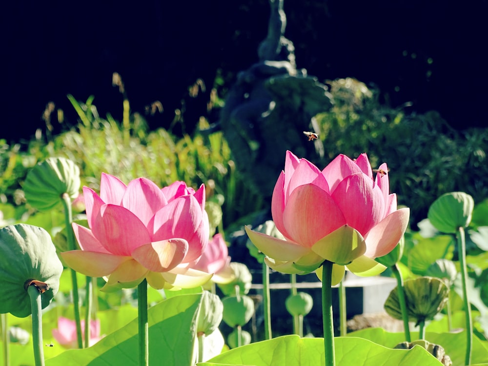 low angle photo of pink-petaled flowers