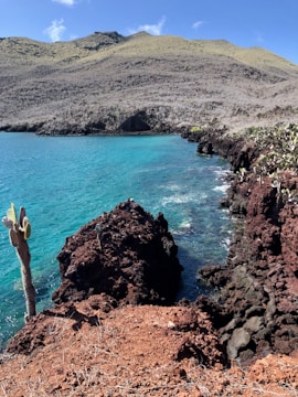 cactus tree near the body of water during daytime