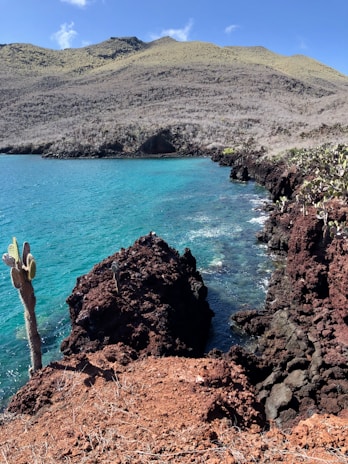 cactus tree near the body of water during daytime