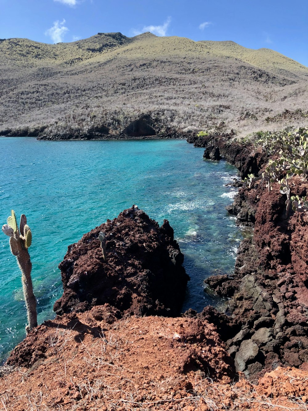 Árbol de cactus cerca del cuerpo de agua durante el día