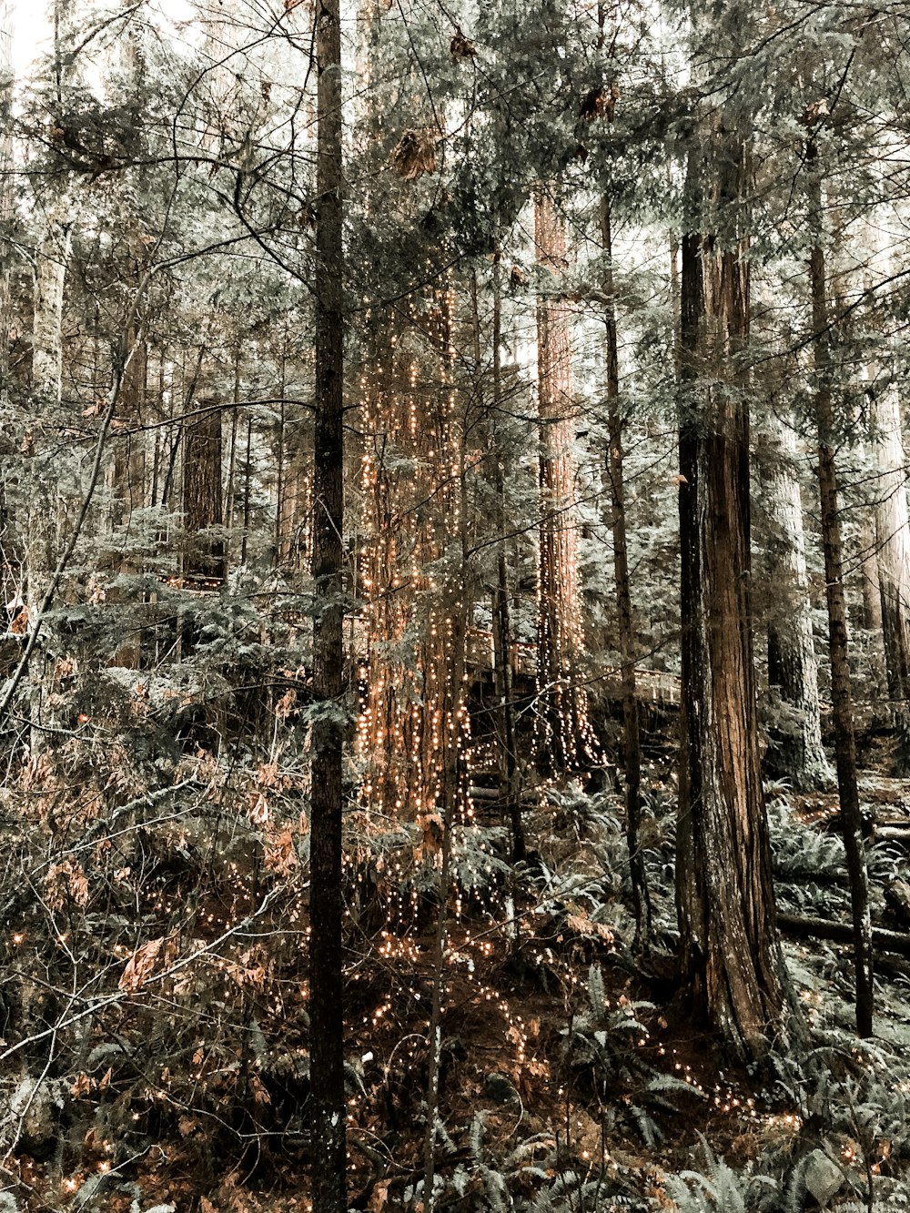 pine tree during daytime