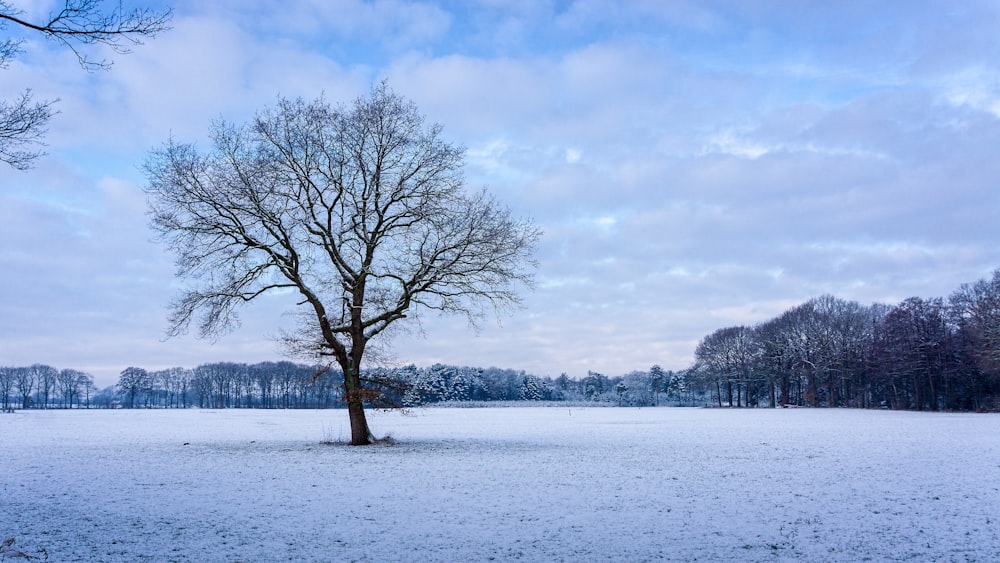 brown tree under white clouds during daytime