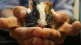 A close-up of gentle hands holding a small guinea pig during a mediation session.