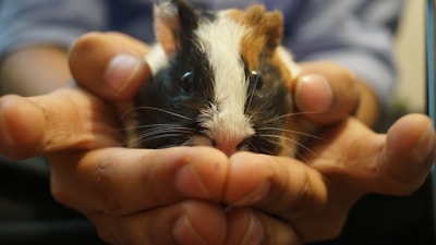 A close-up of gentle hands holding a small guinea pig during a mediation session.