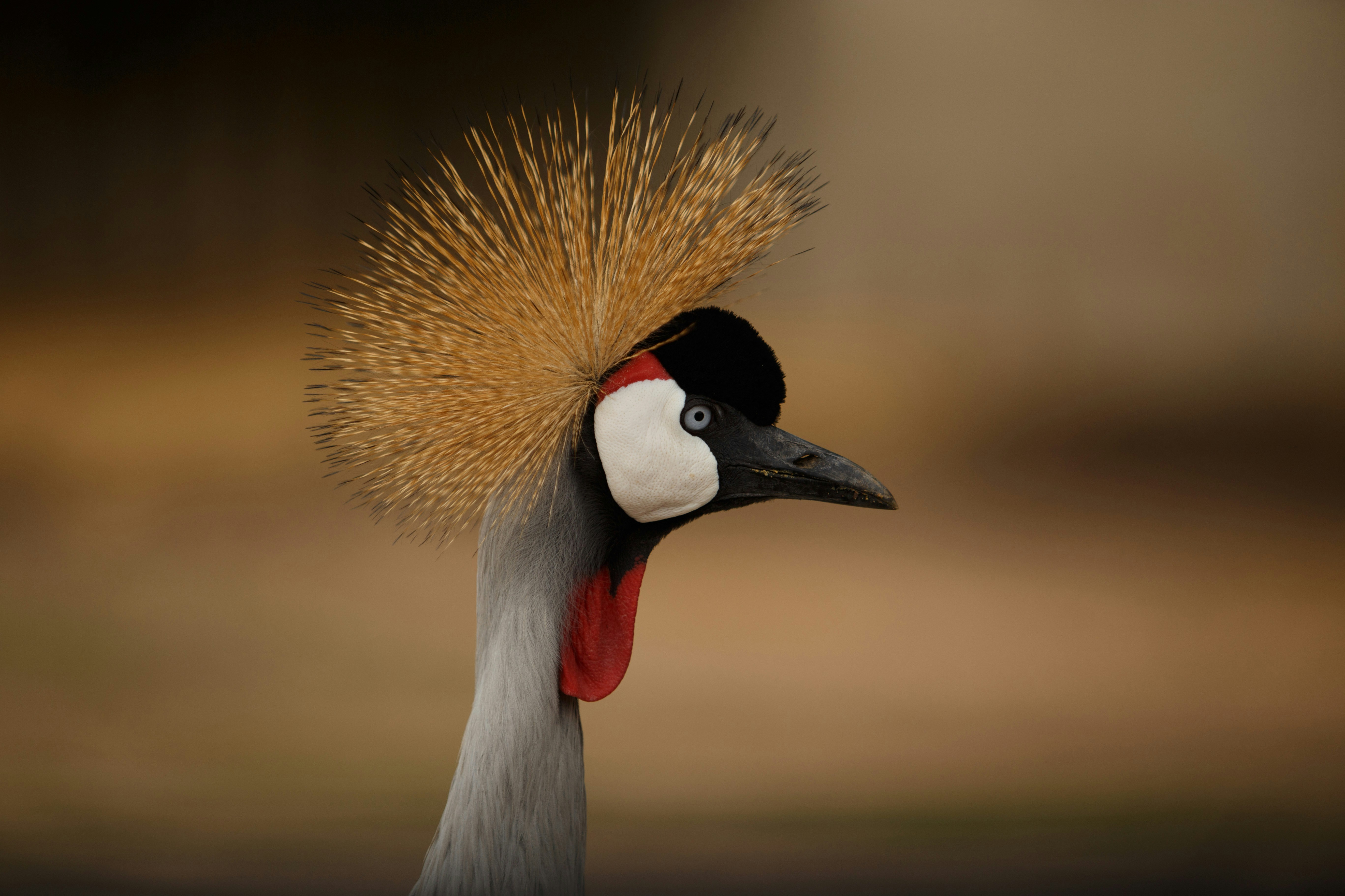 Explore Africa Safari Tours