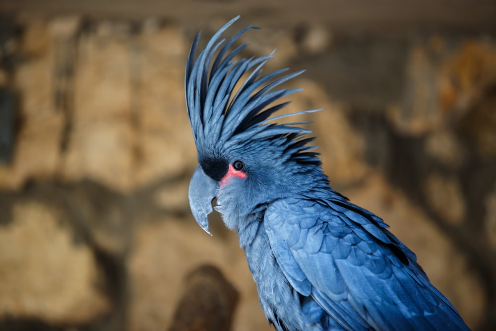 primo piano e fotografia selettiva di fuoco di grande uccello blu