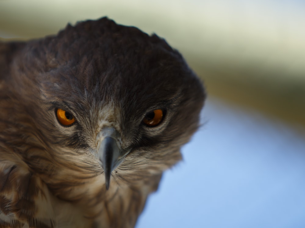 brown hawk on selective focus photography
