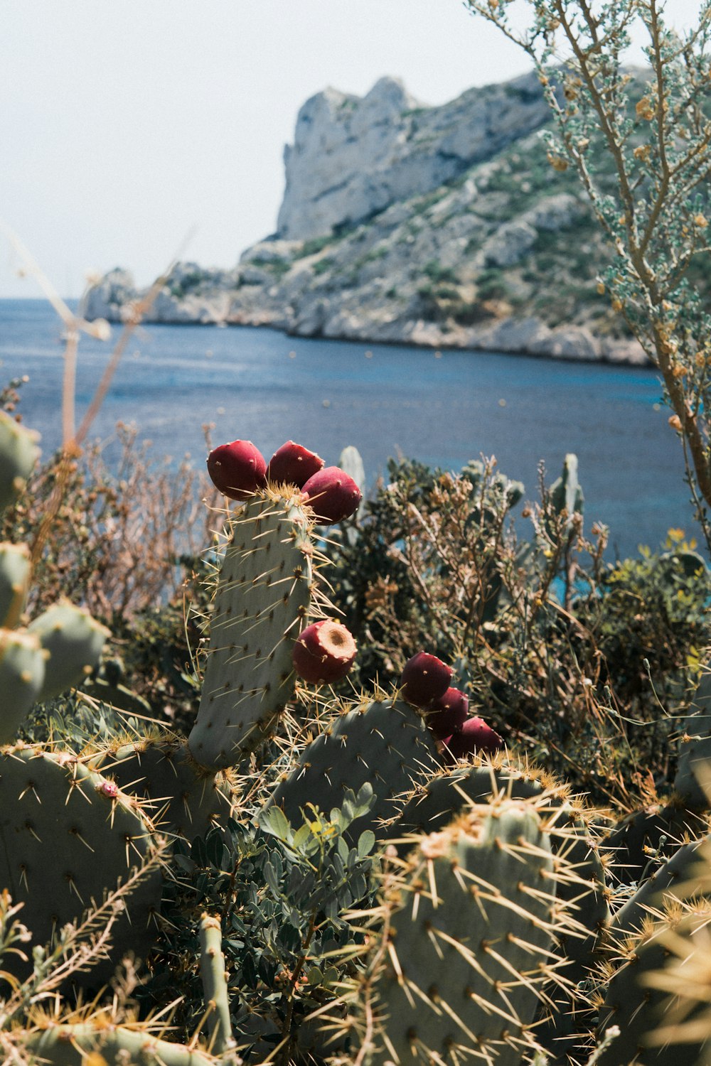 green cactus near seashore