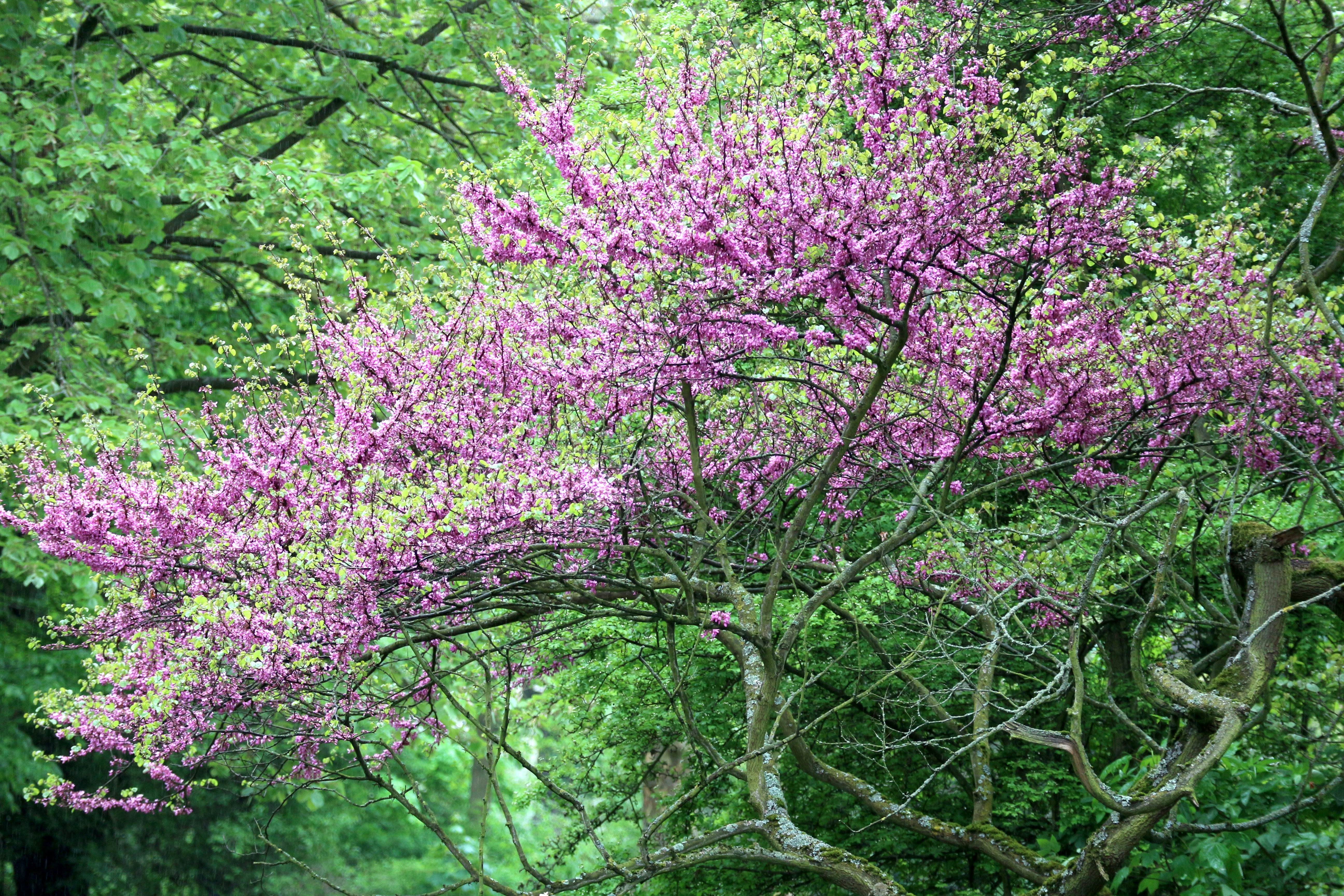 Predicting the Next Bloom (image credits: unsplash)