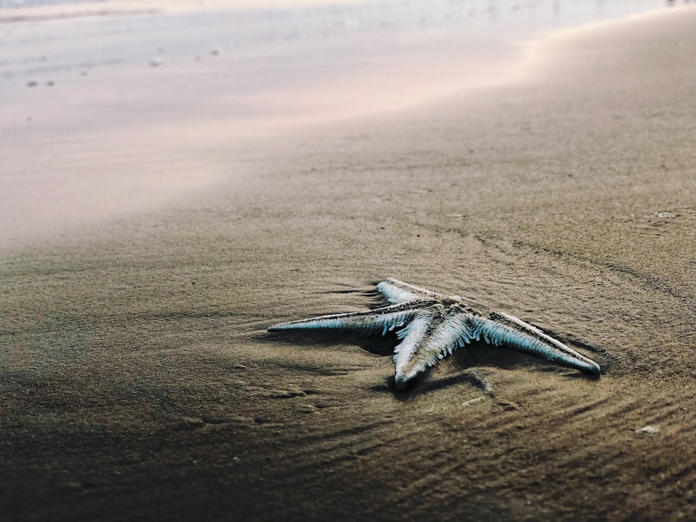 gray starfish on seashore