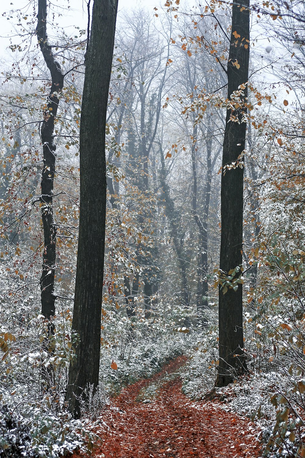 forest with tall green trees