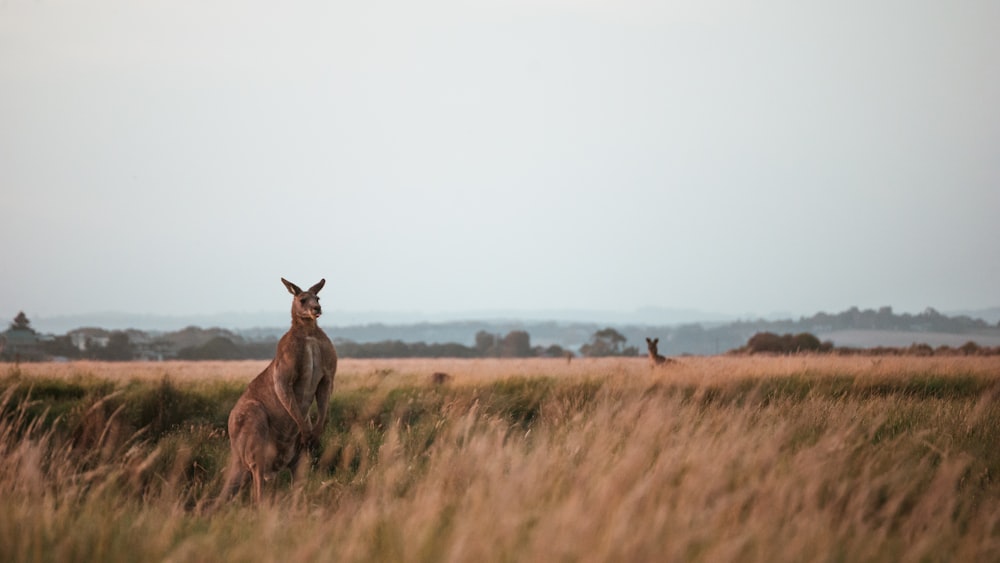 Braunes Känguru auf braunem getrocknetem Heu während des Tages