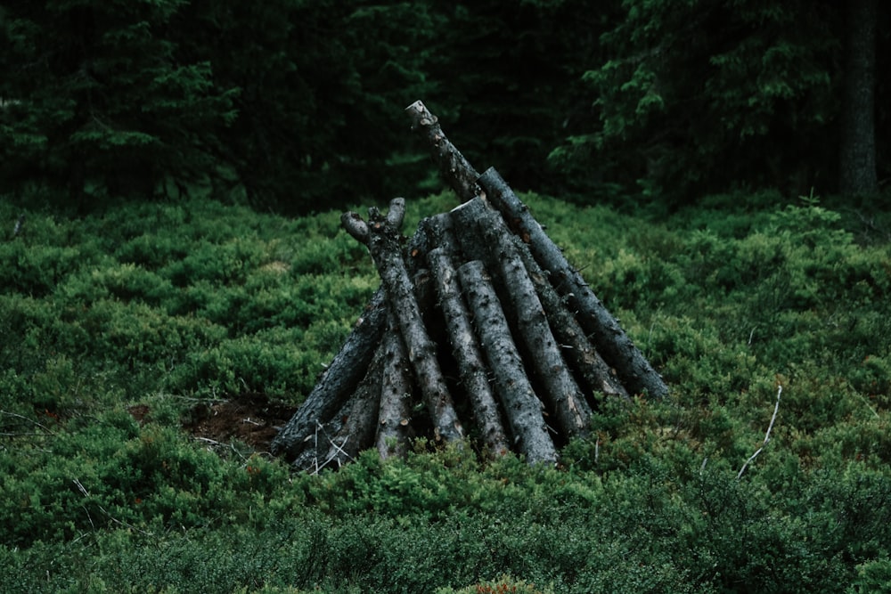 gray tree logs