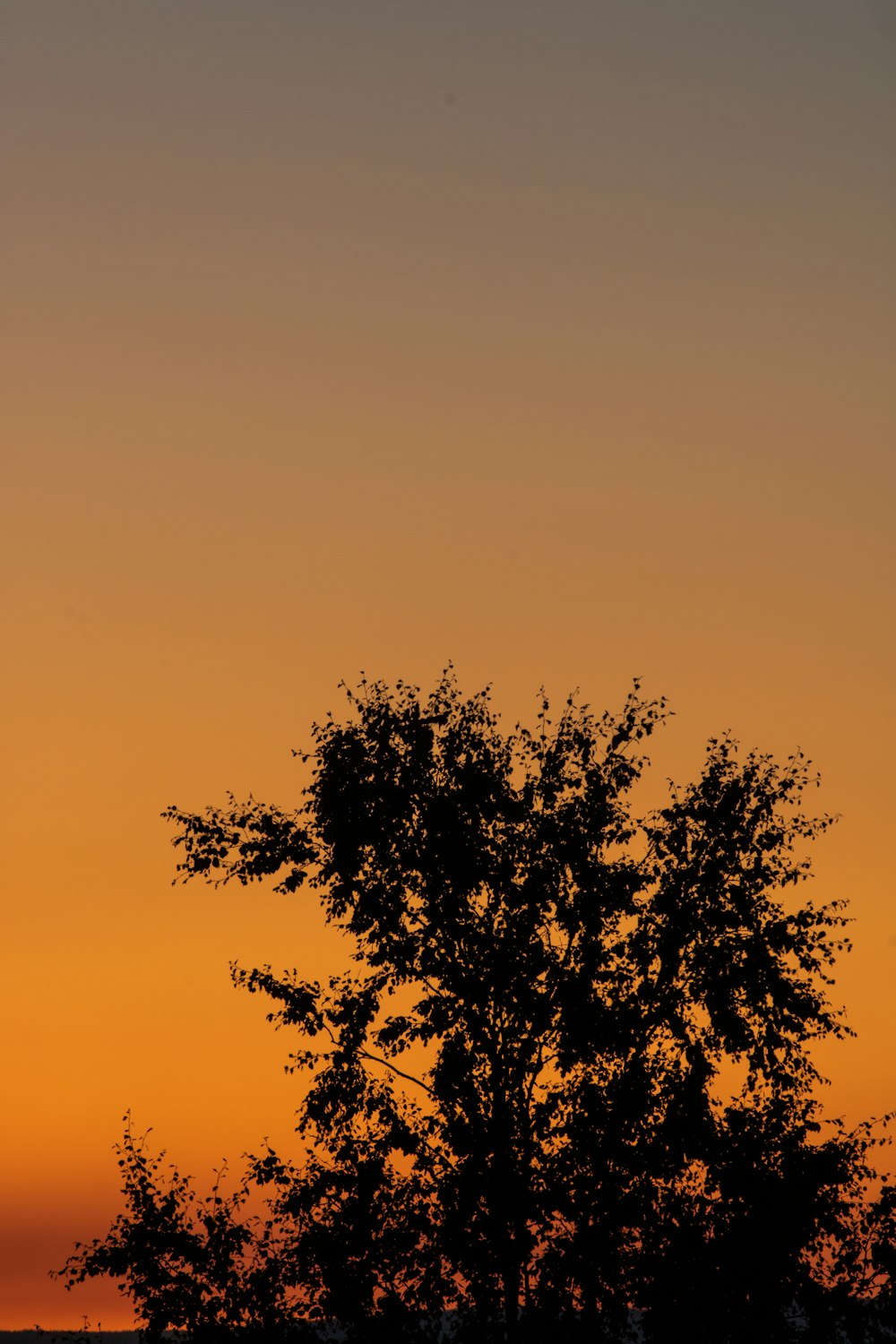 silhouette of trees