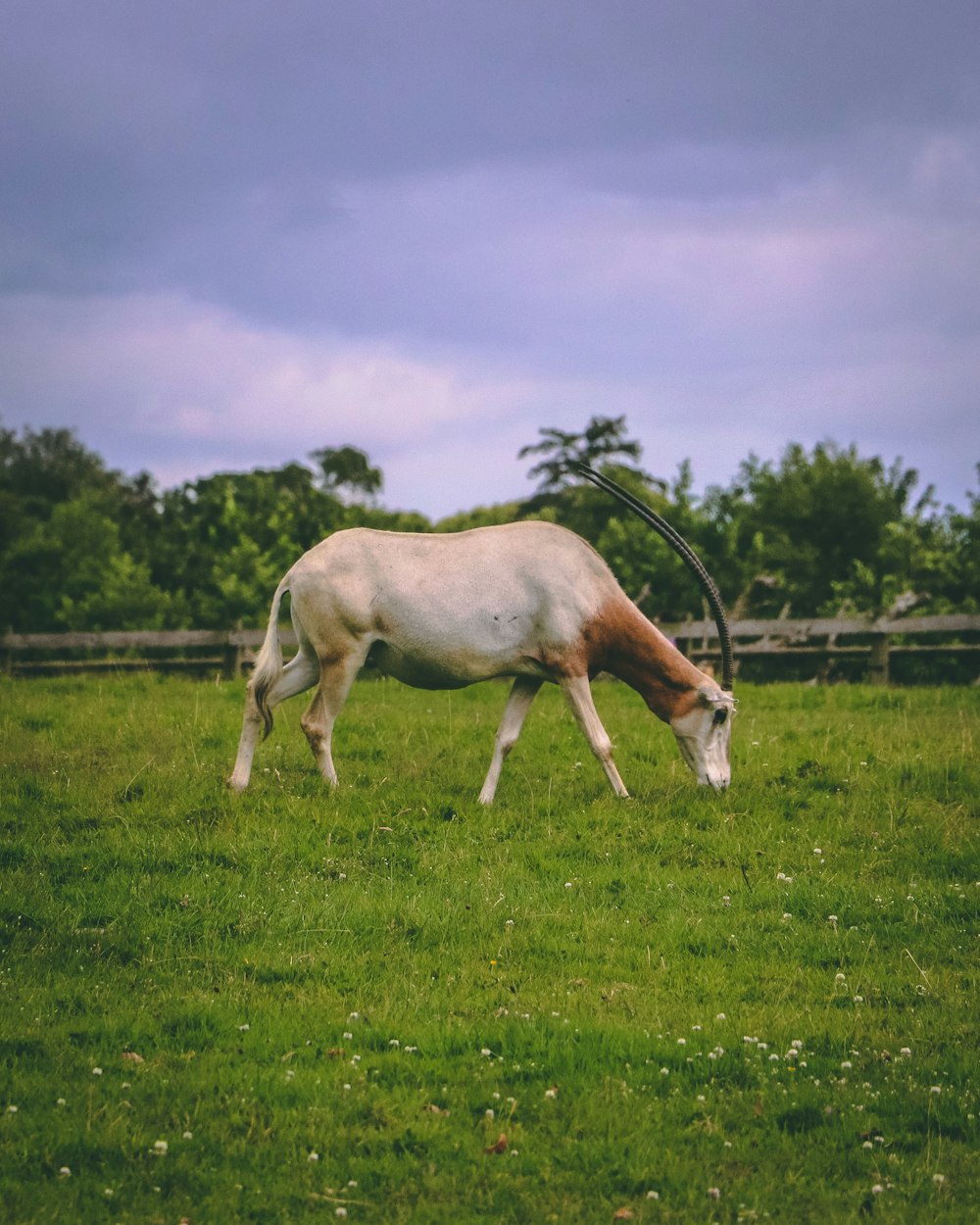 gray and brown horse on green grassfield