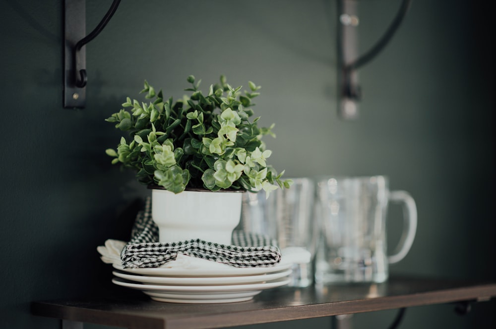 green-leafed plant beside white plates