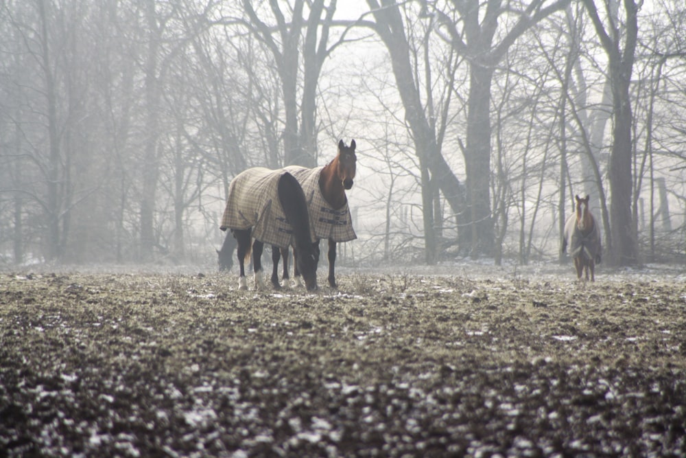 brown horse near bare trees