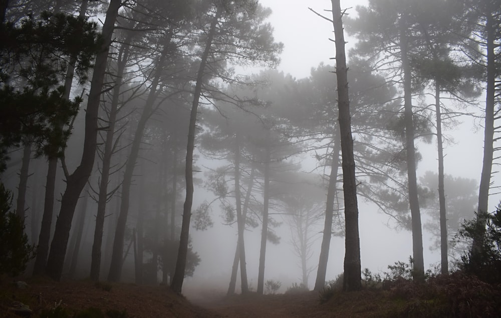 背の高い木々を覆う灰色の霧