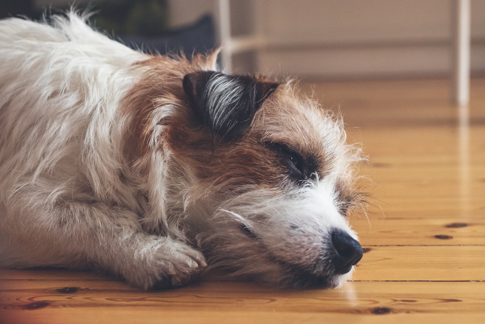 selective focus photography of white and brown dog