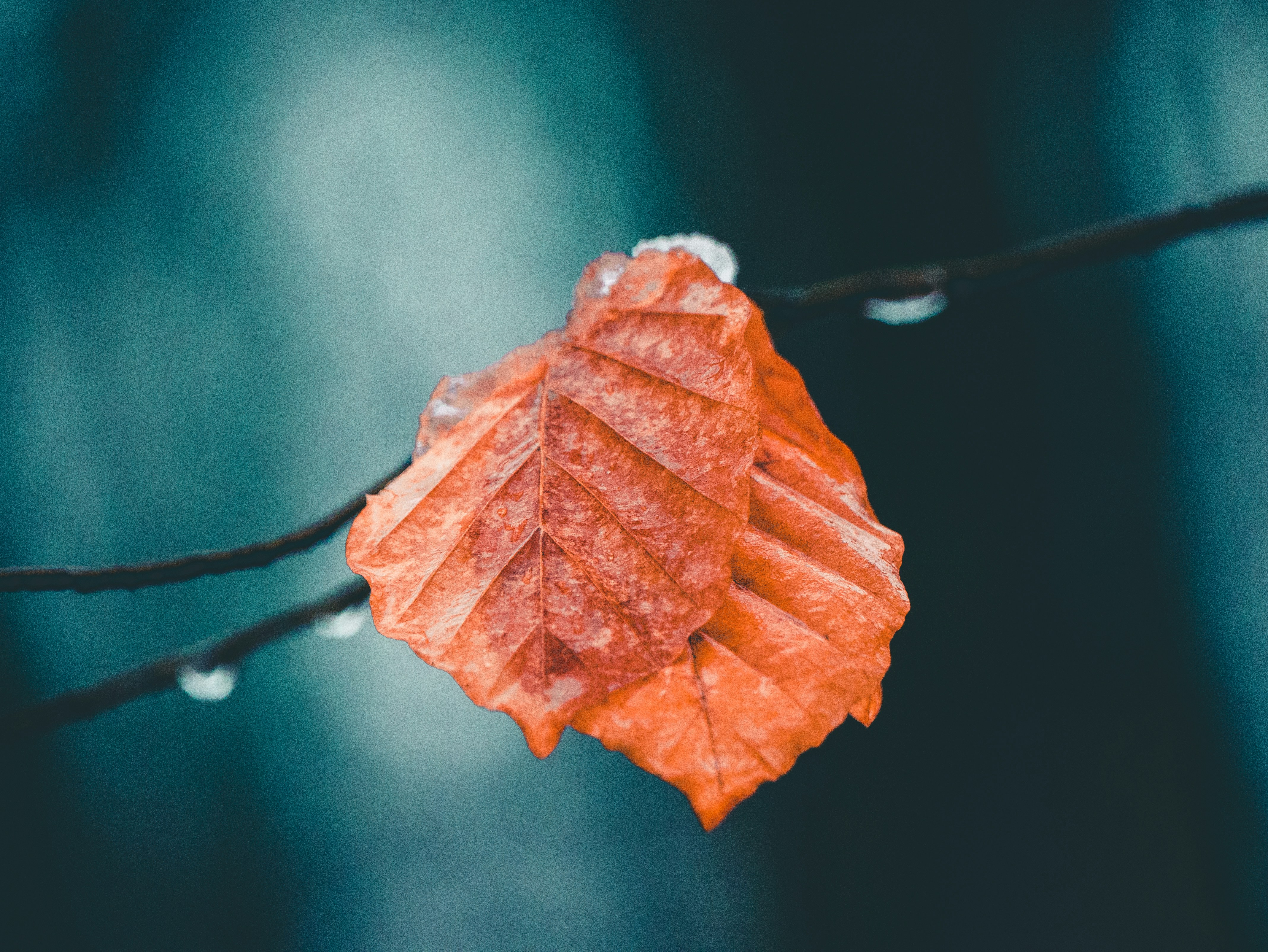 selective focus photo of brown leaf