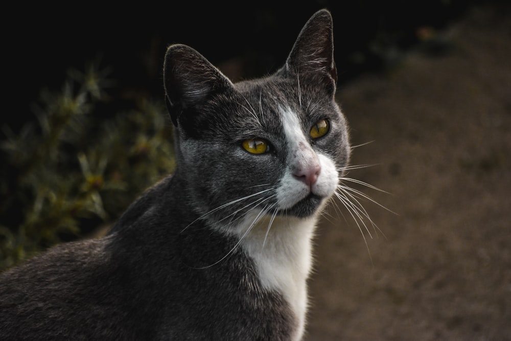 selective focus photography of gray and white cat