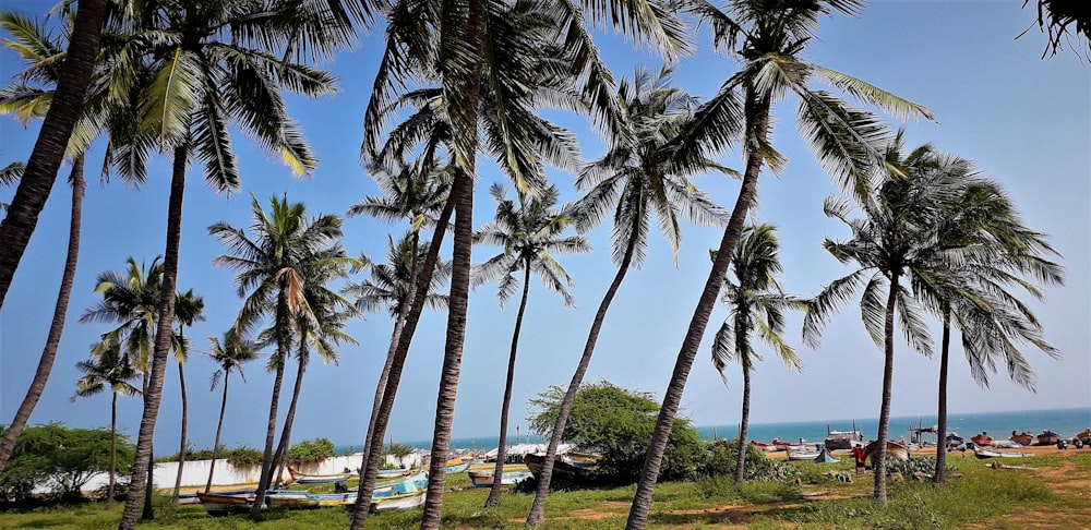 brown coconuts trees beside shoreline