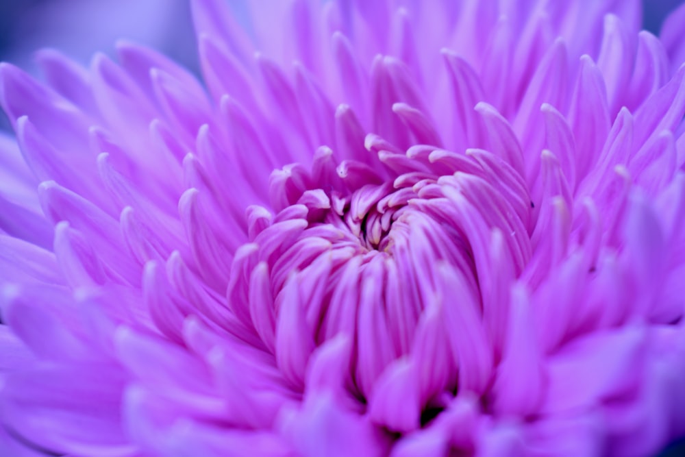 close-up photography of pink petaled flower